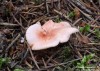 lištička vonná (Houby), Hygrophoropsis morganii (Fungi)